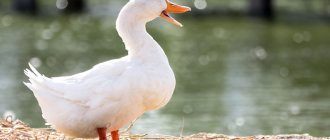 Cherry Valley duck breed