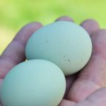 Breeds of chickens with blue eggs