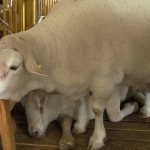 Breeds of sheep for meat production without smell