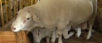 Breeds of sheep for meat production without smell