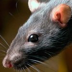 Let&#39;s try to figure out what rats are most afraid of...