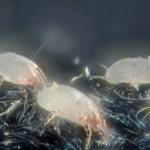 Постельные клещи: как выявить и чем вывести паразитов