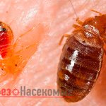 bed bugs in a city apartment