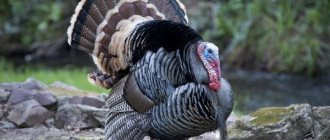 Rules for slaughtering turkeys at home
