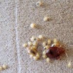 When exposed to what temperature do bedbugs and their eggs die?