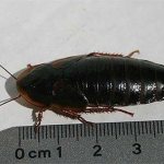 Причины появления черных тараканов в квартире и методы борьбы с ними