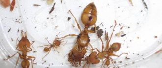 Reasons for the appearance of ants in the bathroom and ways to get rid of them