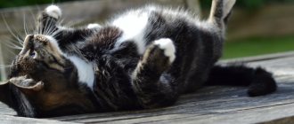 Causes of fleas in cats