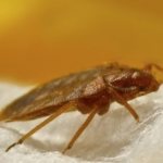Application of Fas against bedbugs: features of use and precautions