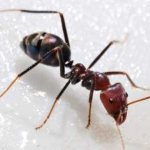 Life expectancy of ants of different species and in different conditions