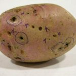 проволочник в картошке как избавиться