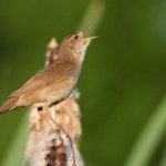 Distribution of crickets in nature photo