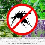 Растения против комаров