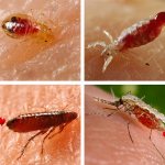 Let&#39;s figure out what kind of blood-sucking insects you might find in your bed...