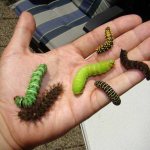 Различные виды гусениц