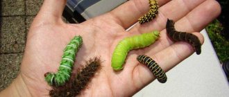Different types of caterpillars