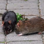 разновидности крыс