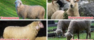 Разновидности овец