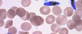 development of malarial plasmodium