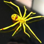 Rare and unusual spiders