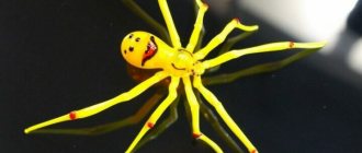 Rare and unusual spiders