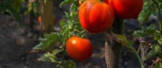 Регулярный полив необходим помидорам
