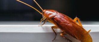 Red cockroaches, or Prussians, are yellowish-brown in color.