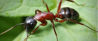 Red forest ant