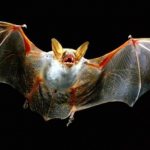 The most unusual wintering: why bats are put to sleep in the refrigerator