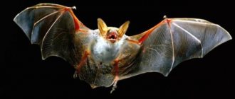 The most unusual wintering: why bats are put to sleep in the refrigerator