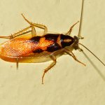 male furniture cockroach