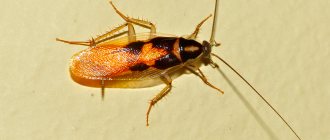 male furniture cockroach