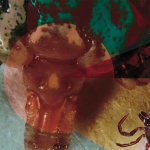 Female ixodid tick Amblyomma cajennense (“First-hand science” No. 5/6(85), 2019)