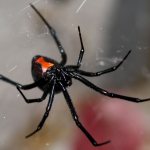 Самка паука чёрной вдовы (Latrodectus)