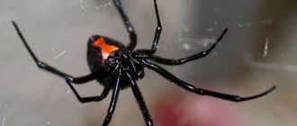 Female black widow spider (Latrodectus)