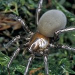 Самка паука-серебрянки («Природа» №10, 2017)