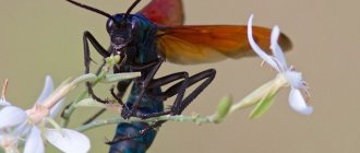 Самое большое насекомое в мире (ТОП крупных насекомых планеты)