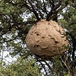 The most typical wasp nest is in the branches of a tree.