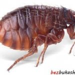 The simplest and most effective ways to remove indoor fleas
