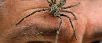 The most poisonous spiders you really should be wary of