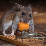 It is believed that rats and mice love cheese most of all, but let&#39;s find out if this is true and which baits work best in practice...