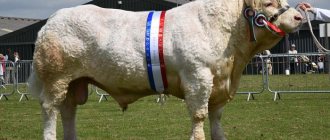 Charolais cow breed