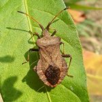 Sorrel bug