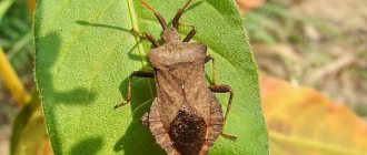 Sorrel bug