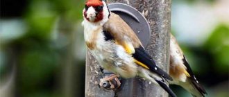 Goldfinches are popular pets