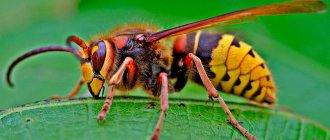 Hornet - what it looks like, photo and description of the insect