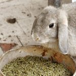 How much feed does a rabbit eat per day?