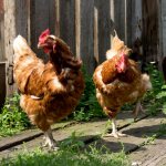 How many years do laying hens live at home?
