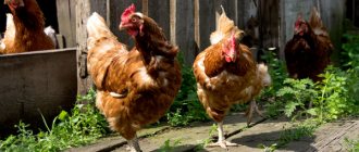 Сколько лет живут курицы несушки в домашних условиях