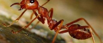 How many legs does an ant have?